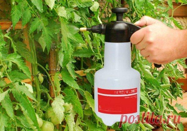 Аспирин для растений | огородница юлианна | Яндекс Дзен