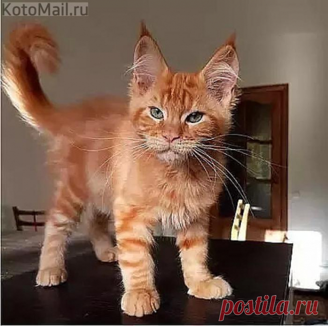 А если так - похож на тигра?!