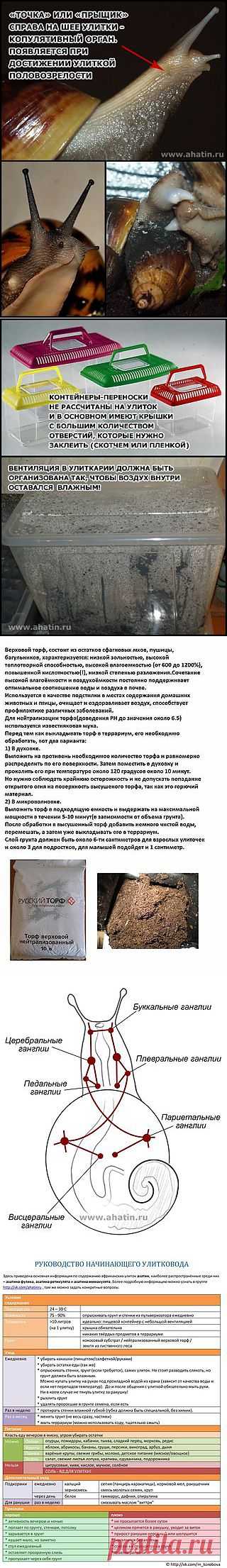 СОДЕРЖАНИЕ УЛИТОК В ДОМАШНИХ УСЛОВИЯХ | MySnails.ru (АХАТИН.РФ) - Мои Улитки | ВКонтакте