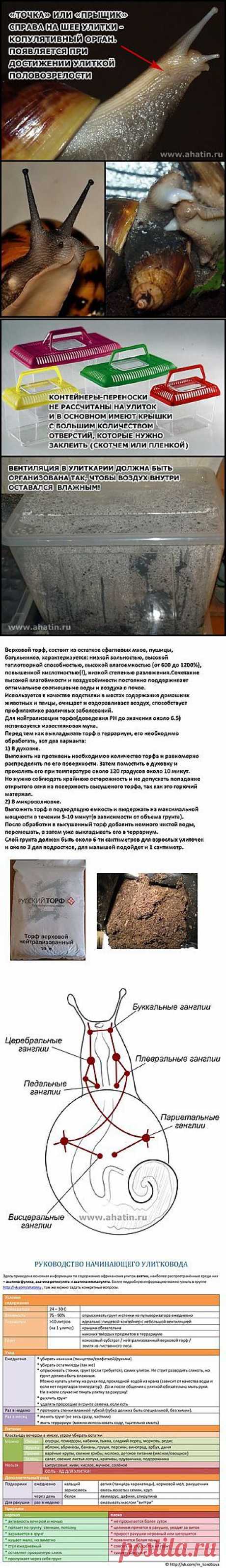 СОДЕРЖАНИЕ УЛИТОК В ДОМАШНИХ УСЛОВИЯХ | MySnails.ru (АХАТИН.РФ) - Мои Улитки | ВКонтакте