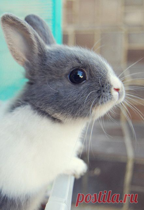 bunny! | Love it