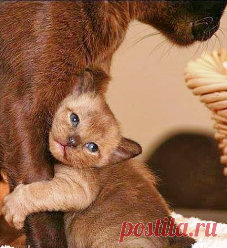 Ты - не ты, когда голоден! Очень смешные фоты зверюшек, которые готовы на все, чтобы полакомиться!
