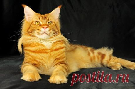 Fagott, MCO d22 - Justcoons Do Not Forget, MCO d22 7206648