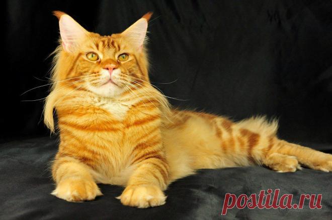 Fagott, MCO d22 - Justcoons Do Not Forget, MCO d22 7206648