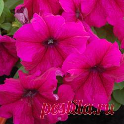 Петуния Суперкаскад розовая, крупноцветная,F1. Растение компактное, с хорошей ветвистостью. Стебли длиной 25-40 см украшают  цветки диаметром 10-13 см, розового цвета, идеальны для украшения балконов, оформления бордюров, создания композиций на клумбах. Прекрасно соседствует с бархатцами, вербеной, цинерарией, лобелией.