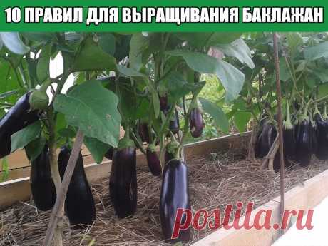 10 правил выращивания баклажан
Эту теплолюбивую культуру с красивыми, нарядными фиолетовыми и непривычными белыми плодами вполне...
Читай пост далее на сайте. Жми ⏫ссылку выше