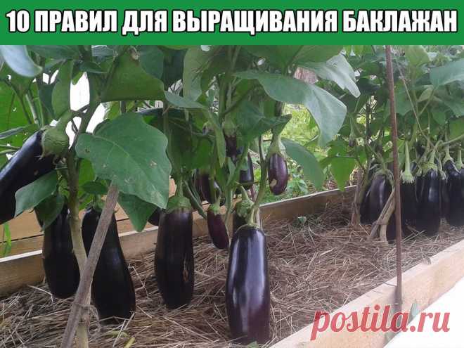 10 правил выращивания баклажан
Эту теплолюбивую культуру с красивыми, нарядными фиолетовыми и непривычными белыми плодами вполне...
Читай пост далее на сайте. Жми ⏫ссылку выше