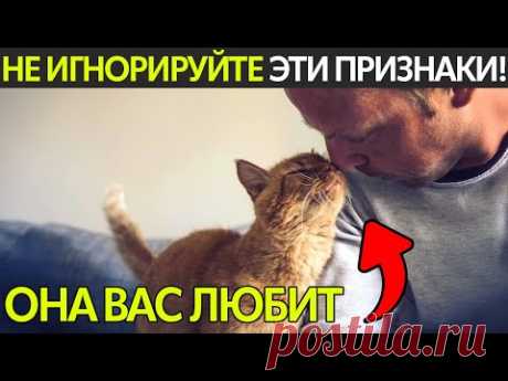 ВАША КОШКА ОБОЖАЕТ ВАС! 15 ПРИЗНАКОВ ЛЮБВИ, КОТОРЫЕ НЕЛЬЗЯ ИГНОРИРОВАТЬ