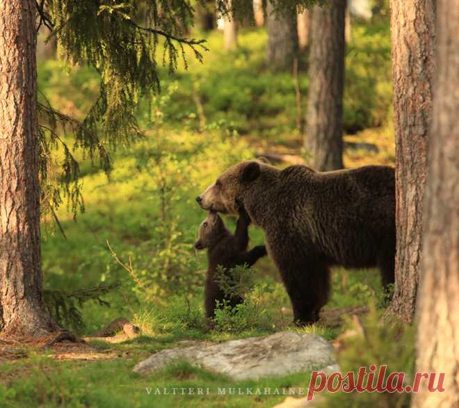 35PHOTO - Valtteri Mulkahainen - Мааам, ты самая халёсая ....