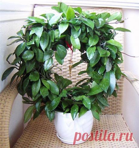 САДОВАЯ ФЕЯ - . Дача. Сад и Огород