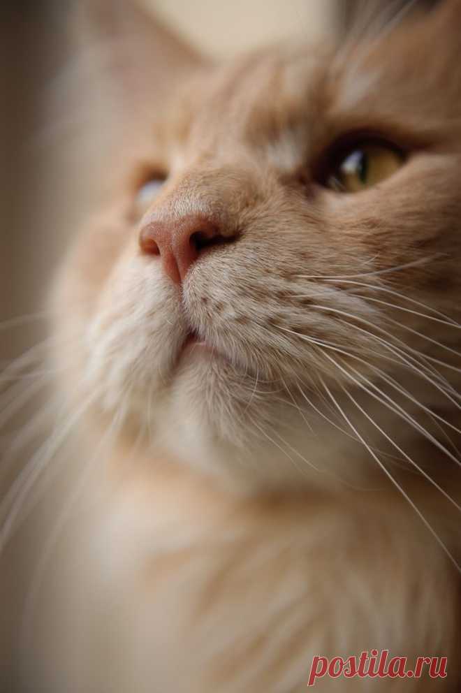Cats, Beavers & Ducks