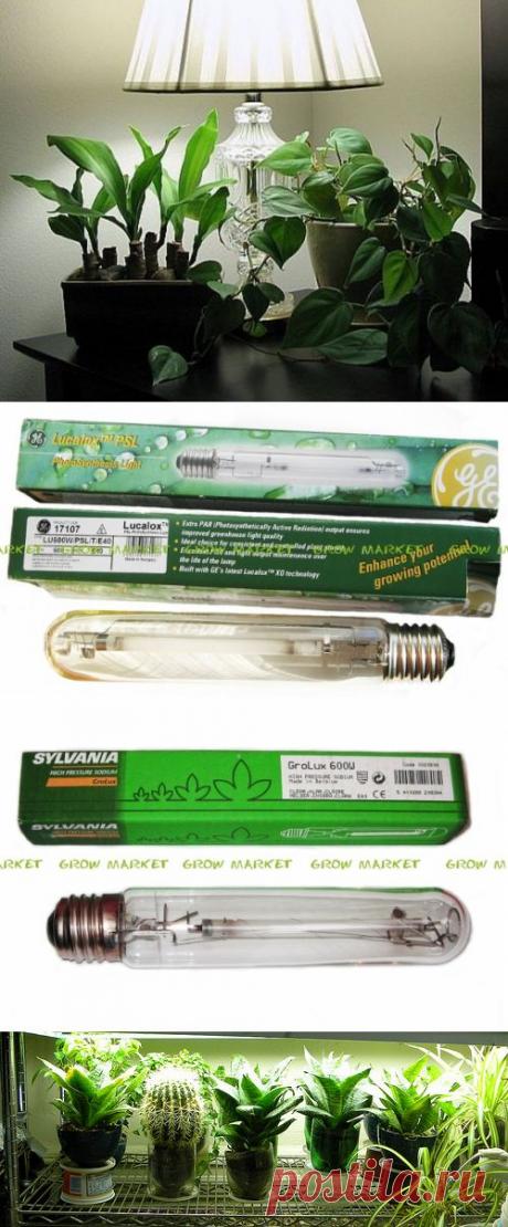 Искусственное освещение для комнатных растений | GreenHome