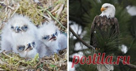 15 детёнышей животных, которые не похожи на своих родителей