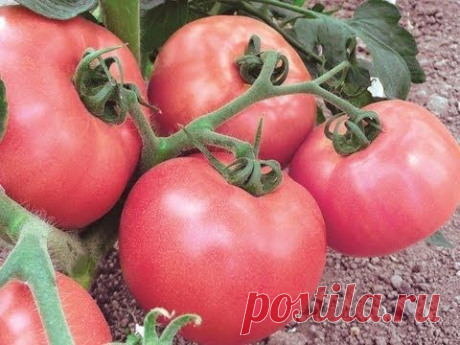 Низкорослые томаты для открытого грунта