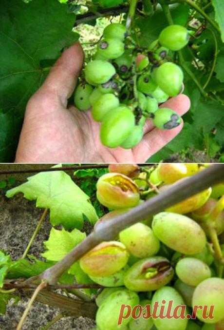 Болезни и вредители, сопровождающие выращивание винограда