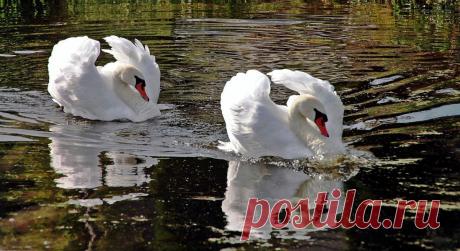 Фото: ..jpg / Фотохостинг с оплатой за просмотры