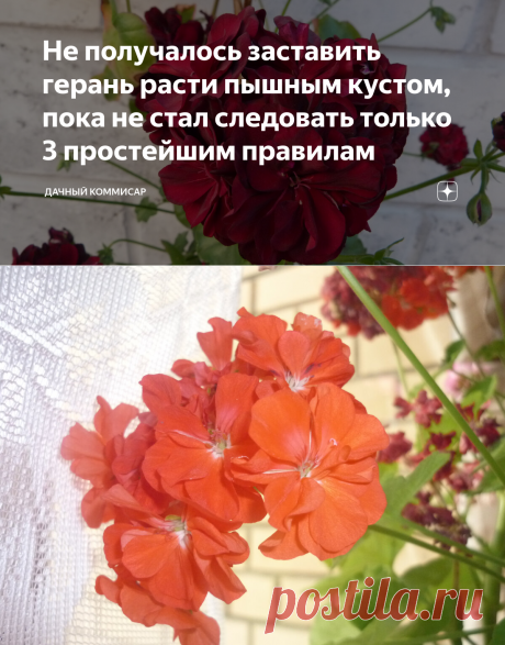 Не получалось заставить герань расти пышным кустом, пока не стал следовать только 3 простейшим правилам | Дачный Коммисар | Яндекс Дзен