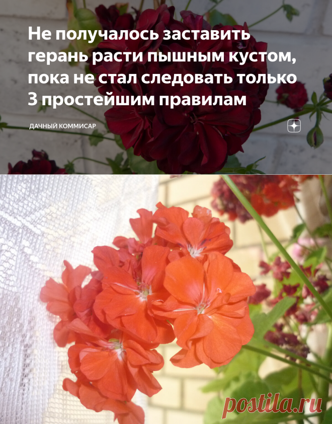 Не получалось заставить герань расти пышным кустом, пока не стал следовать только 3 простейшим правилам | Дачный Коммисар | Яндекс Дзен