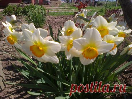 Я люблю ✿ ЦВЕТЫ ✿ | I ♥ Flowers