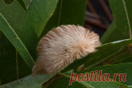 Эта пушистая гусеничка выглядит очень мило, но не вздумайте погладить ее: получите волдырь на пальце.