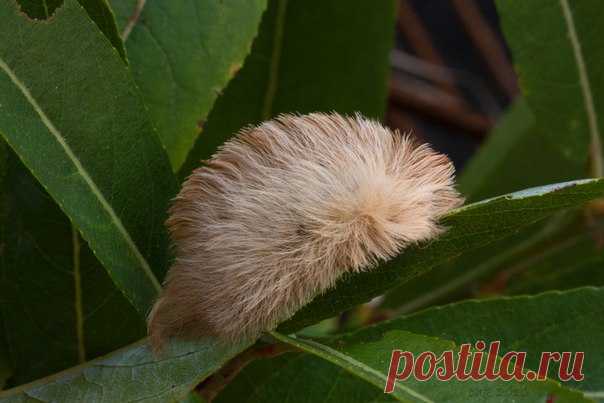 Эта пушистая гусеничка выглядит очень мило, но не вздумайте погладить ее: получите волдырь на пальце.