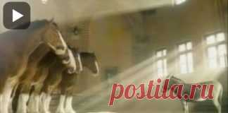 Cute Baby Elephant Throws A Temper Tantrum In The Road, Mom Knows Exactly How To Handle It