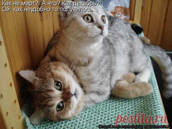 Котоматрица: Лучшие за всё время