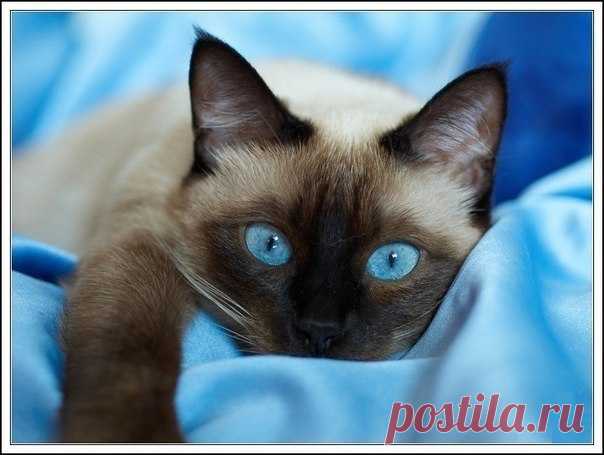 Котики - муркотики