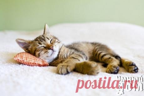 Почему дремать полезно? Если дела перестают приносить тебе пользу – впитывай информацию. Если информация перестает приносить тебе пользу – спи. Урсула Ле Гуин Черчилль обожал дремать. Для него это было больше, чем привычка, – это был ритуал, который британский премьер считал одной из главных составляющих своего политического успеха. Он утверждал, что двухчасовой послеобеденный сон, как ничто другое повышает работоспособность. И, возможно, именно это помогало ему сохранять ясность ума и…