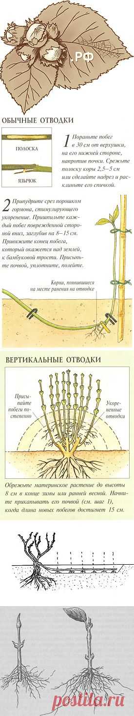 Размножение – ФУНДУК.РФ