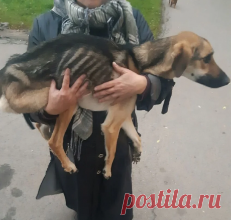 Как спасали собаку, которая пыталась вырваться от жестокого хозяина и застряла в балконе | Тайган | Дзен