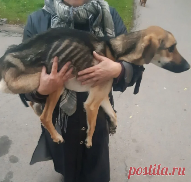 Как спасали собаку, которая пыталась вырваться от жестокого хозяина и застряла в балконе | Тайган | Дзен