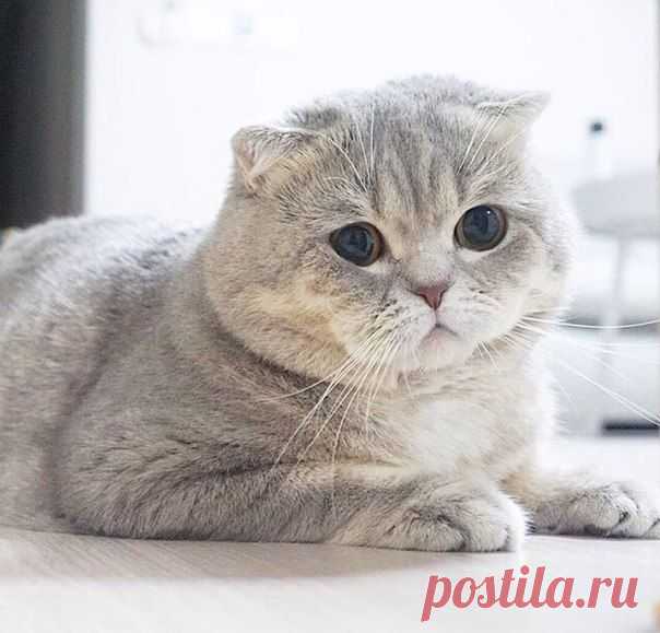 Котизм