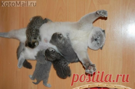 Быть мамой - тяжело | KotoMail.ru