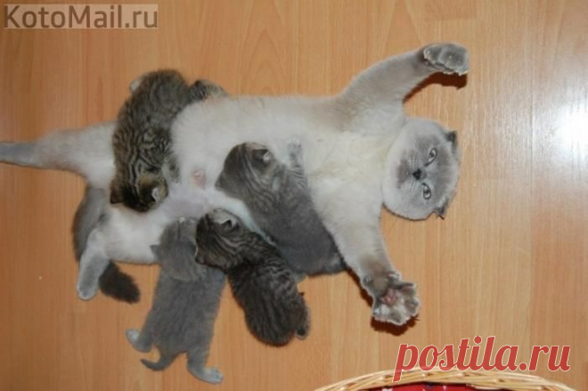 Быть мамой - тяжело | KotoMail.ru