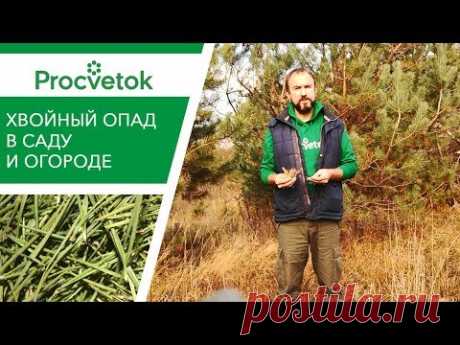 ХВОЙНЫЙ ОПАД: как применять в огороде? Мульчирование хвоей.