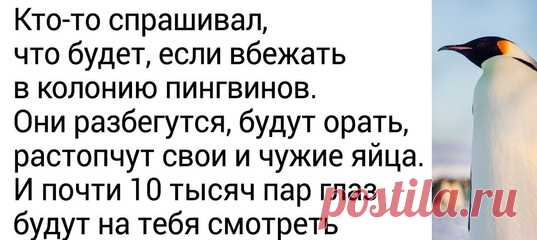 25 твитов от полярника, который без прикрас описывает сложность и великолепие жизни в Антарктиде