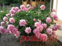 5 способов изготовления опоры для кустов - опоры для растений, плодовые кустарники, цветущие кустарники, полезные советы