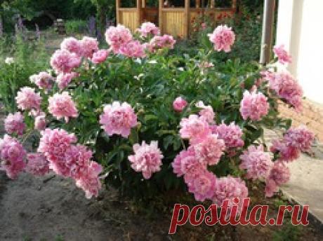 5 способов изготовления опоры для кустов - опоры для растений, плодовые кустарники, цветущие кустарники, полезные советы