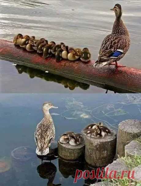 Google+