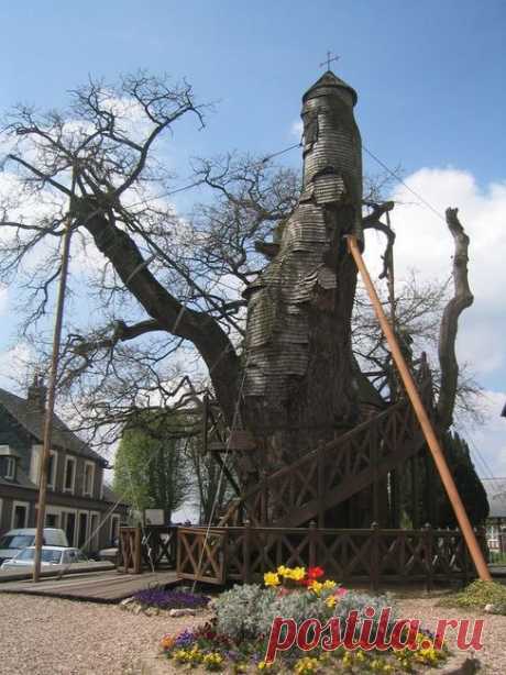 Дуб-часовня во франции (8 фото) — Фотография — Релакс!