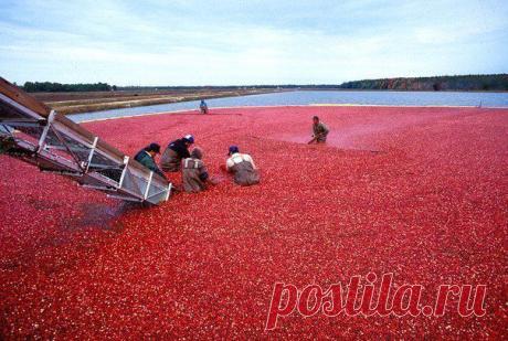 BRAIN: Головоломки здесь