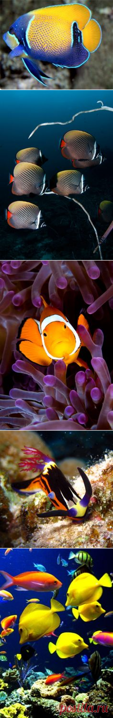 (892) Butterflyfish | Aquarium