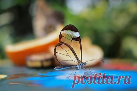 Самое интересное в мире: Удивительная бабочка с прозрачными, словно... - natali5357@mail.ru - Почта Mail.Ru