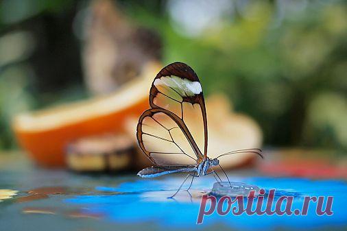 Самое интересное в мире: Удивительная бабочка с прозрачными, словно... - natali5357@mail.ru - Почта Mail.Ru