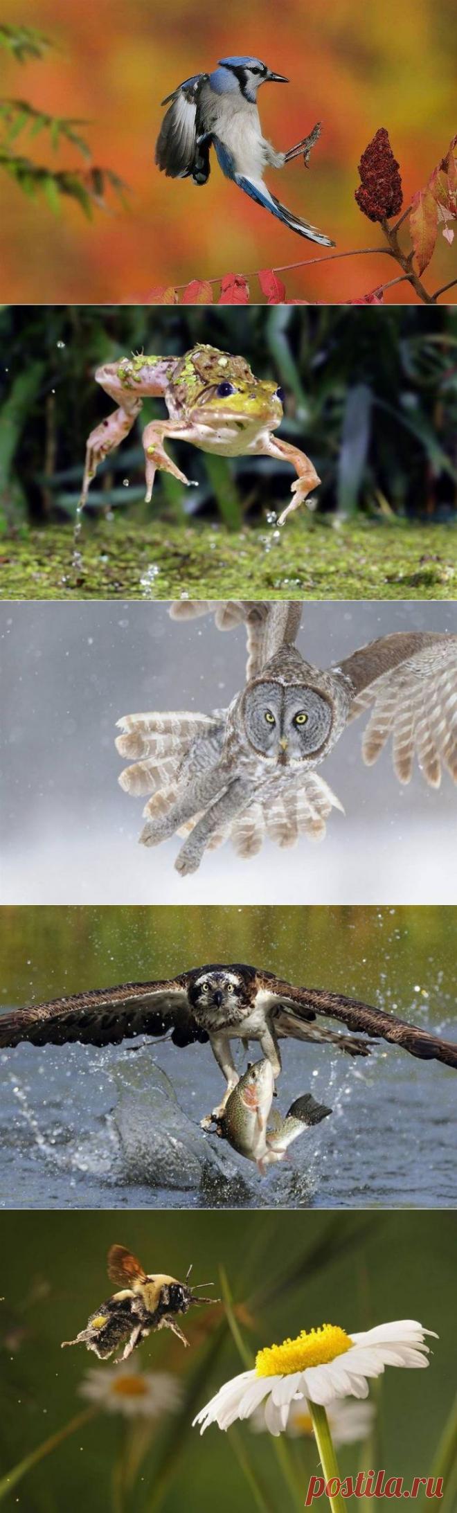 Зверушки в движении / Питомцы