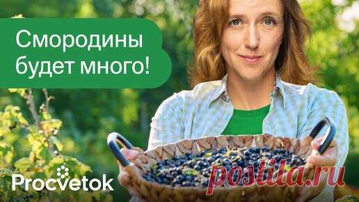 Смородину и крыжовник будете собирать ведрами, если сделаете так в апреле! | Procvetok | Дзен