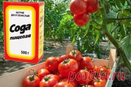 Пищевая сода как удобрение и подкормка для томатов