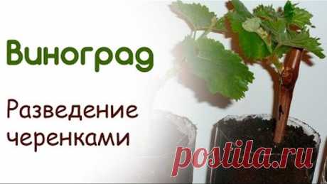 Разведение винограда черенками в домашних условиях