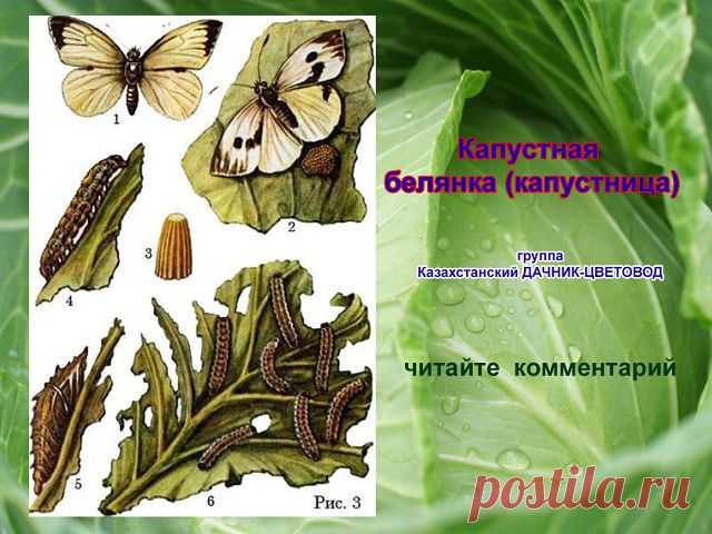 Казахстанский ДАЧНИК - ЦВЕТОВОД
